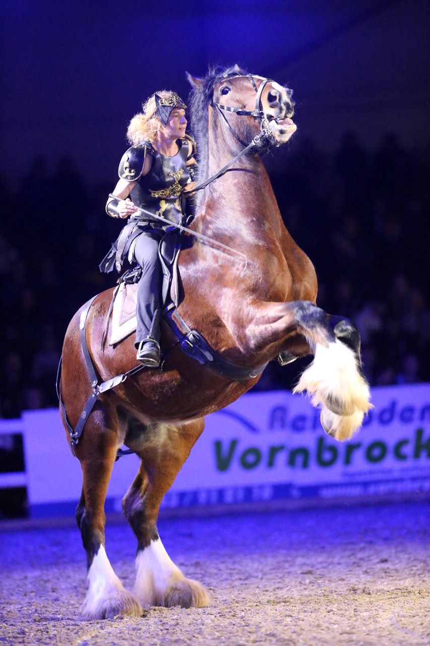 Shire Horse Gladiator Show